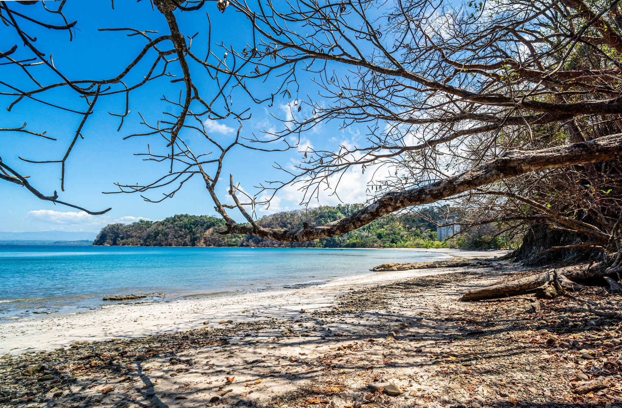 Playa abierta con un árbol a la deriva en la arena