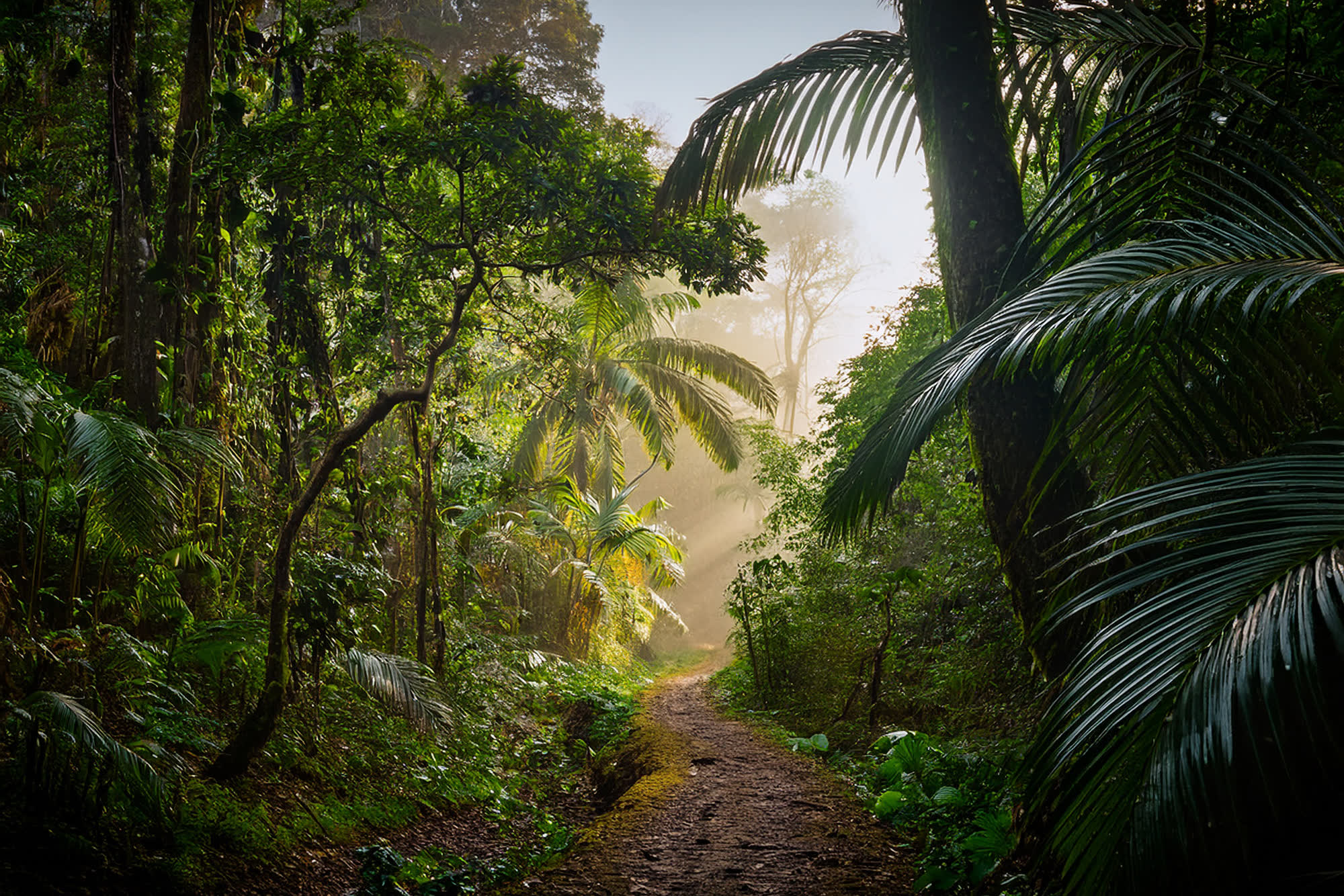 Sendero entre la vegetación de la selva